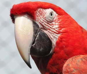 macaw-20282_640